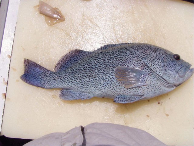Juvenile Maori Cod Juvenile Maori Cod